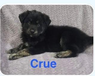 Enlarge Crue, an adopted Mixed Breed in Schaumburg, IL image 5/5
