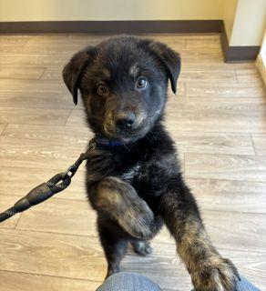 Enlarge Crue, an adopted Mixed Breed in Schaumburg, IL image 3/5