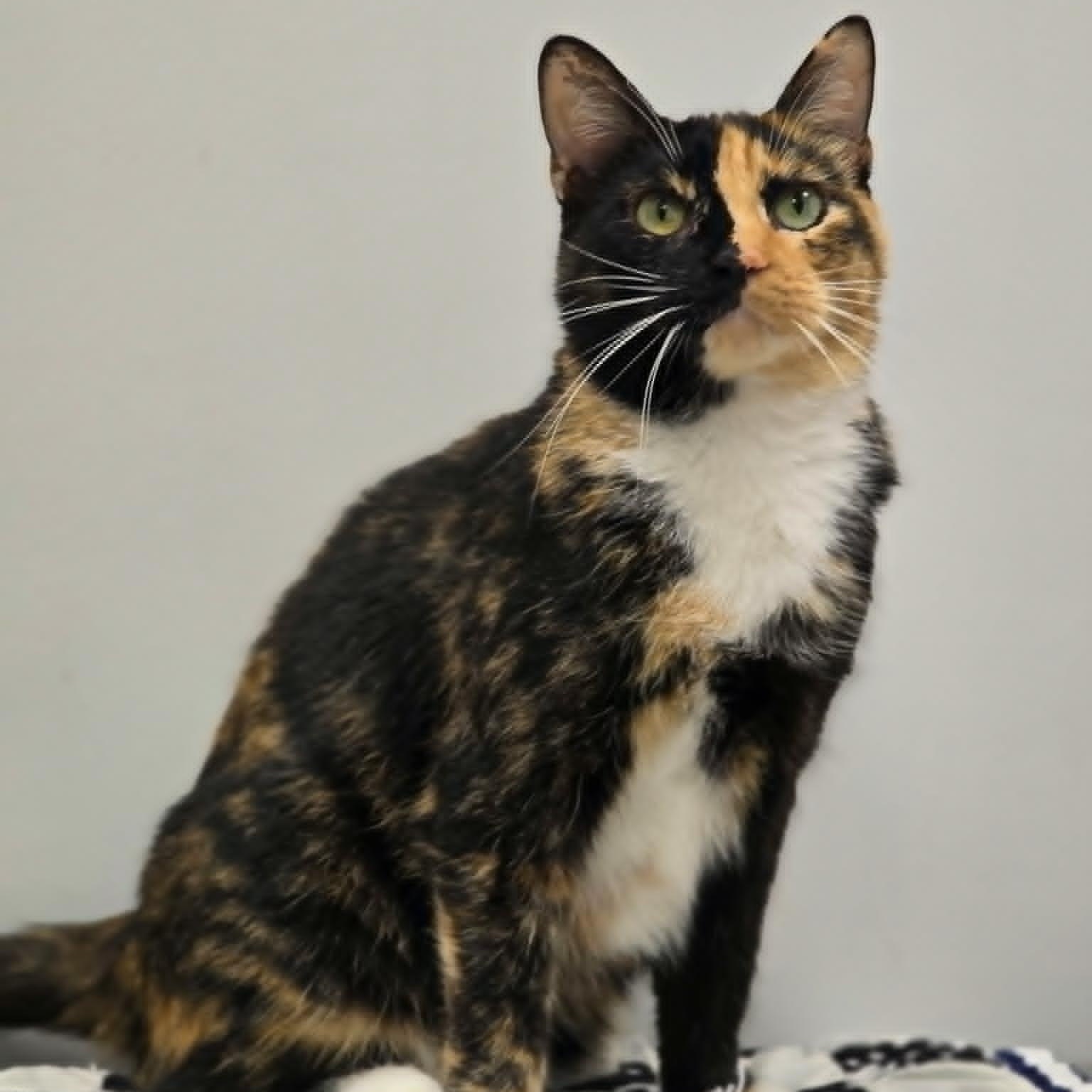 Enlarge Janus, an adopted Calico in Effingham, IL image 1/1