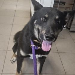 Neyo , a ADOPTABLE mixed breed in Edgewood, NM image 1/2