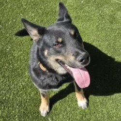 Enlarge Neyo , a ADOPTABLE mixed breed in Edgewood, NM image 3/6