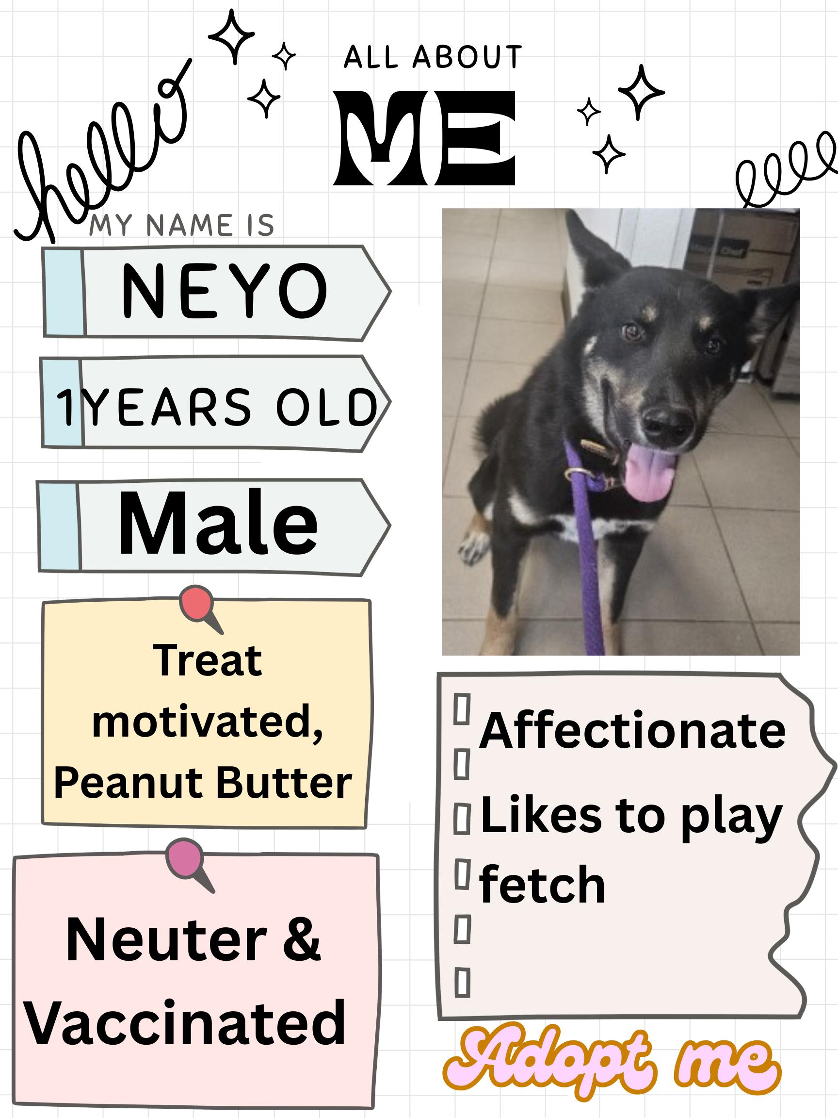 Enlarge Neyo , a ADOPTABLE mixed breed in Edgewood, NM image 6/6