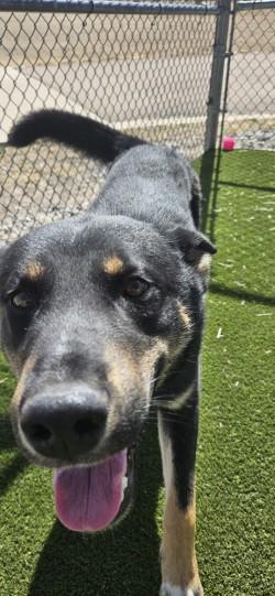 Enlarge Neyo , a ADOPTABLE mixed breed in Edgewood, NM image 2/6