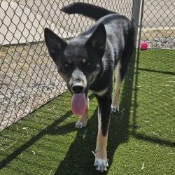 Neyo , ADOPTABLE, Young Male Australian Cattle Dog / Blue Heeler & Husky.