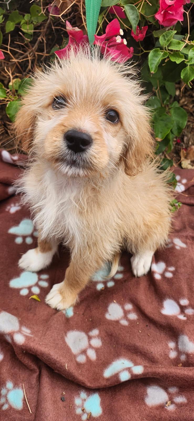 Flint, Adoptable, Young Male Goldendoodle & Shih poo.