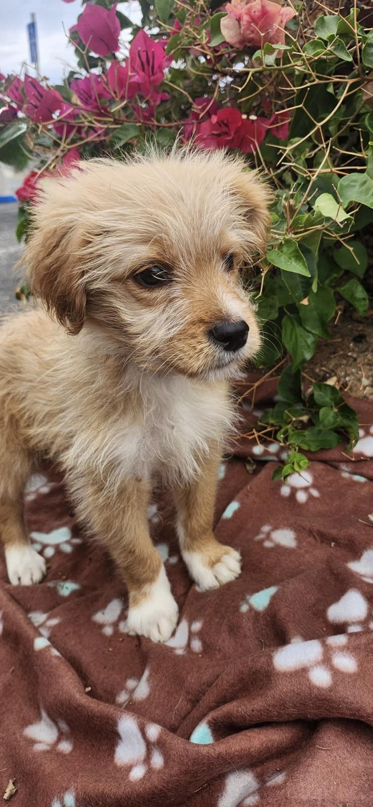 Enlarge Flint, a Adoptable mixed breed in Torrance, CA image 2/2
