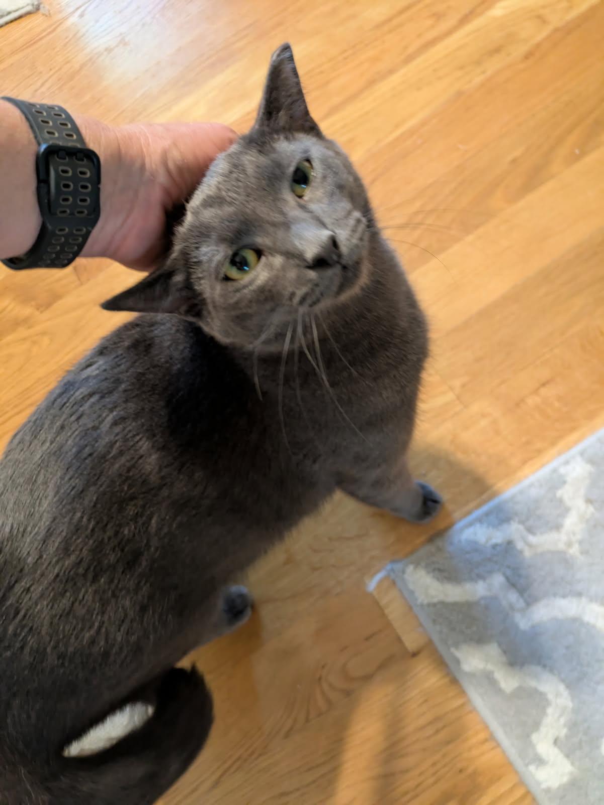 Enlarge Bradford , a ADOPTABLE mixed breed in Smithfield, VA image 2/3