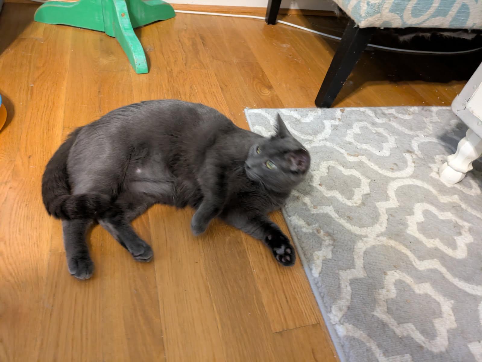 Enlarge Bradford , a ADOPTABLE mixed breed in Smithfield, VA image 3/3