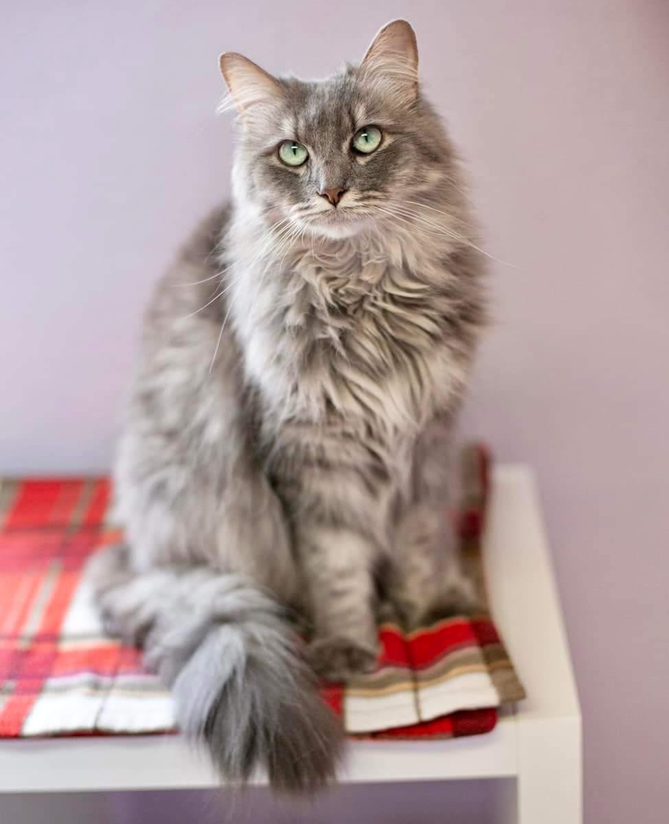 Enlarge Griselda, a Hold mixed breed in Lakewood, CO image 2/6