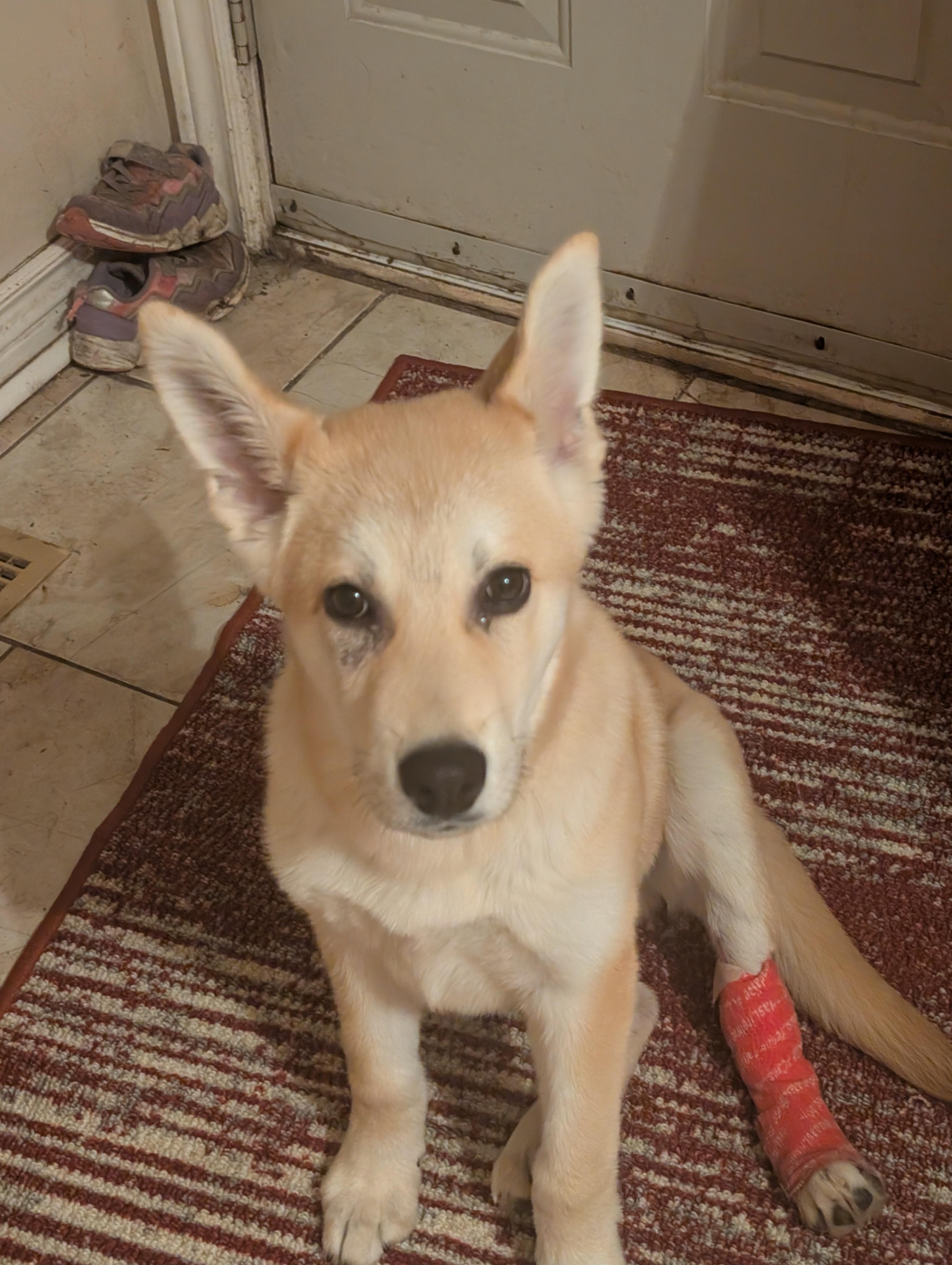 Junior, ADOPTABLE, Young Male Siberian Husky.