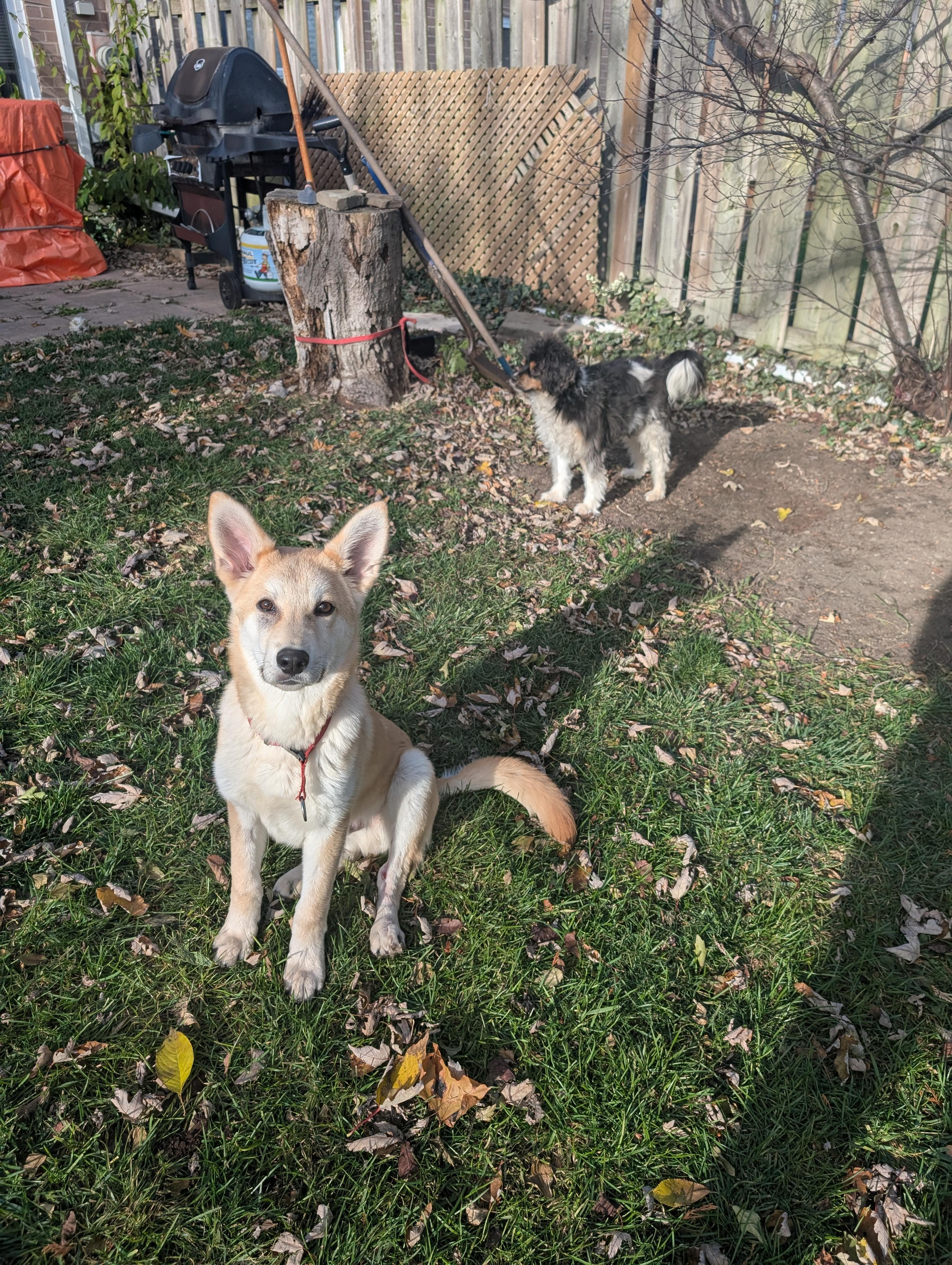 Enlarge Junior, a ADOPTABLE Siberian Husky in Mississauga, ON image 2/4