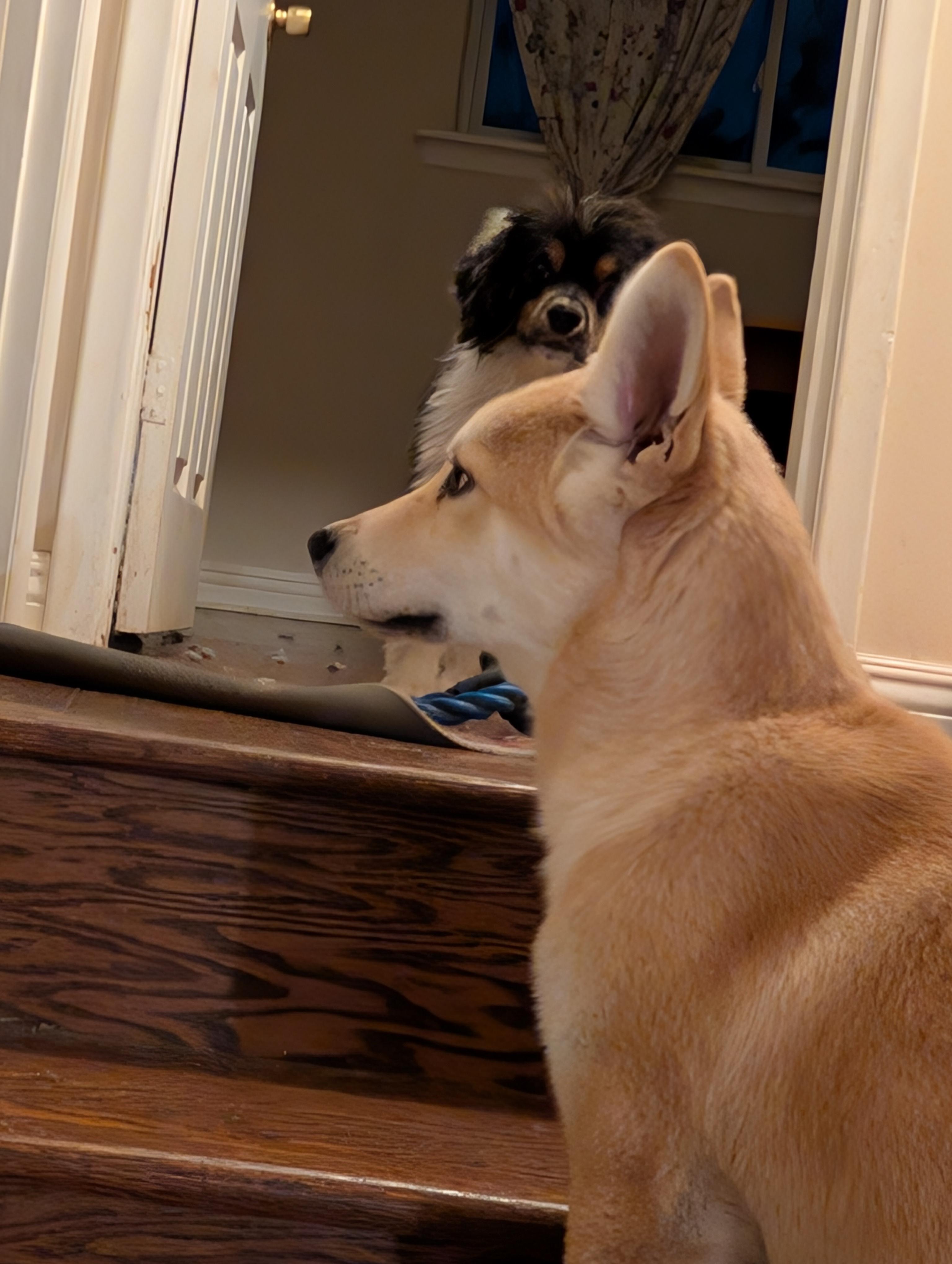 Enlarge Junior, a ADOPTABLE Siberian Husky in Mississauga, ON image 3/4