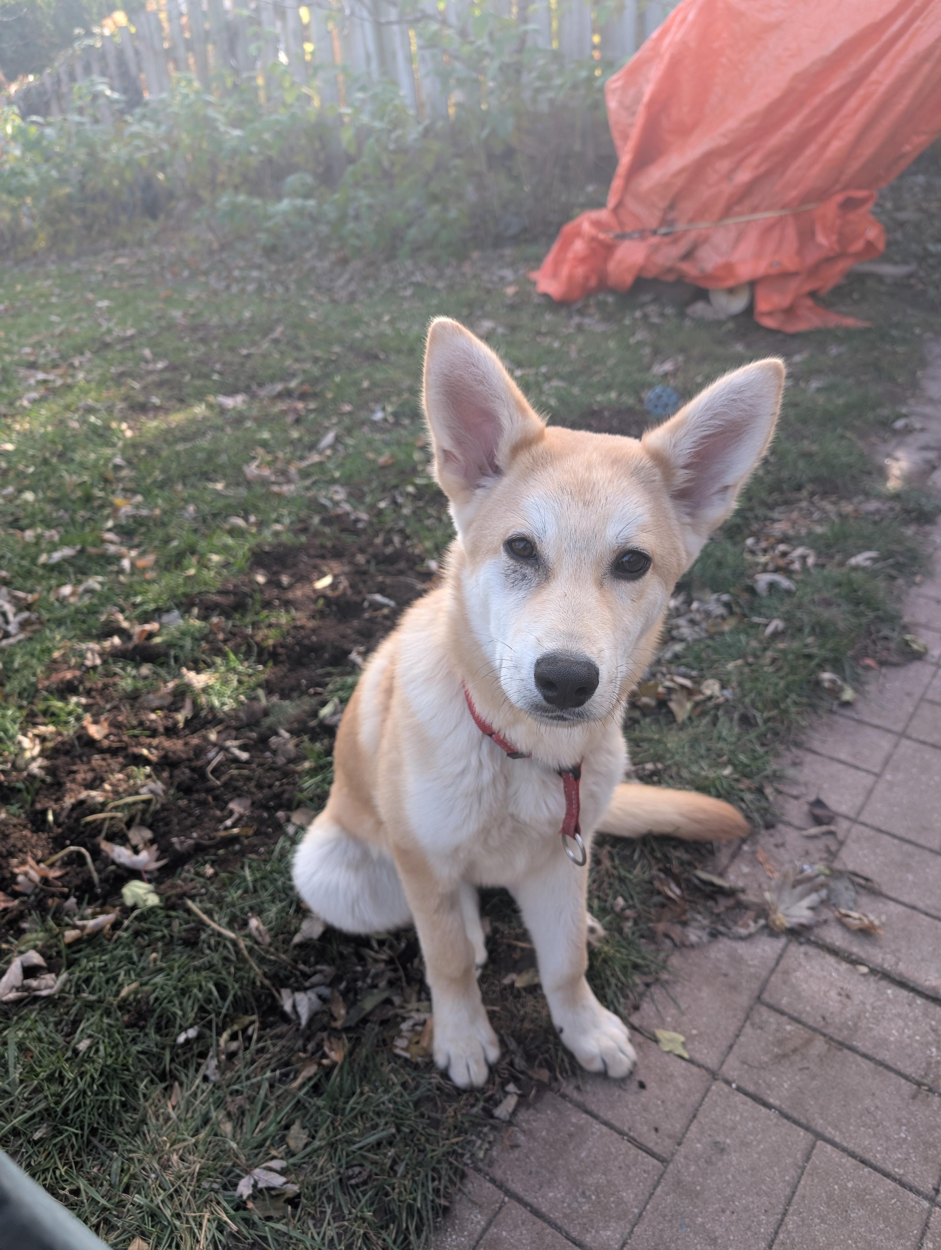 Enlarge Junior, a ADOPTABLE Siberian Husky in Mississauga, ON image 4/4