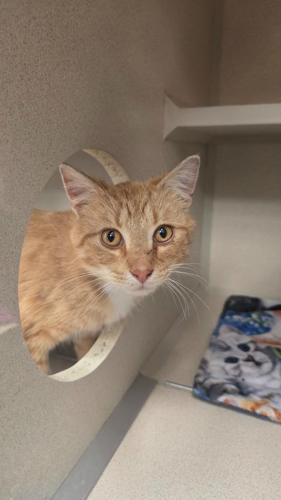 Enlarge Clawd, a ADOPTABLE Domestic Short Hair in Webster City, IA image 1/1