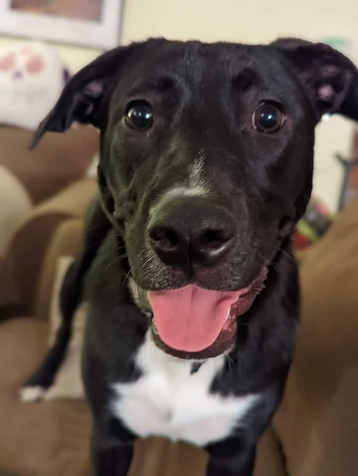 Lane, Adoptable, Adult Female Great Pyrenees & American Staffordshire Terrier.
