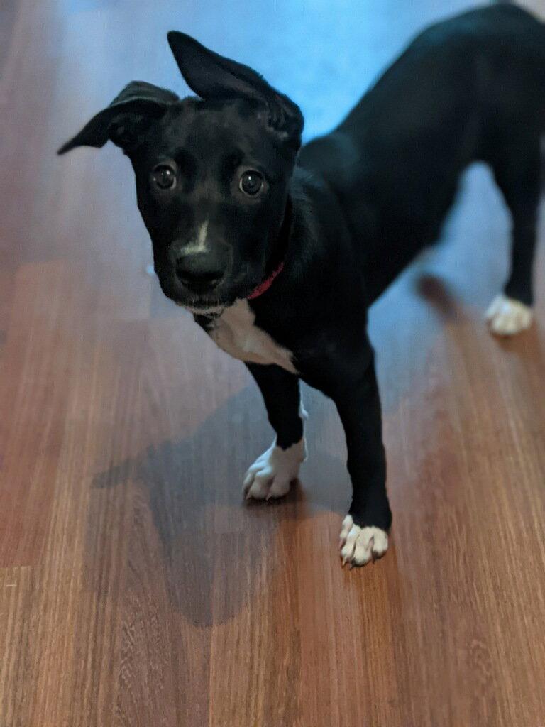 Lane, a Adoptable mixed breed in Holly Springs, NC image 2/3
