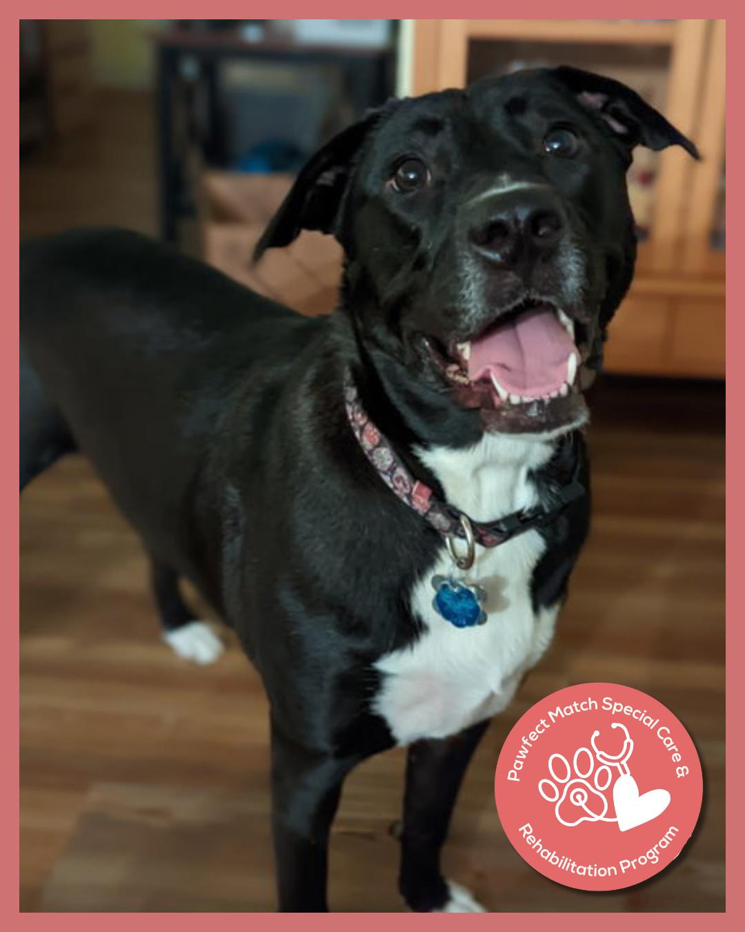 Enlarge Lane, a Adoptable mixed breed in Holly Springs, NC image 2/3