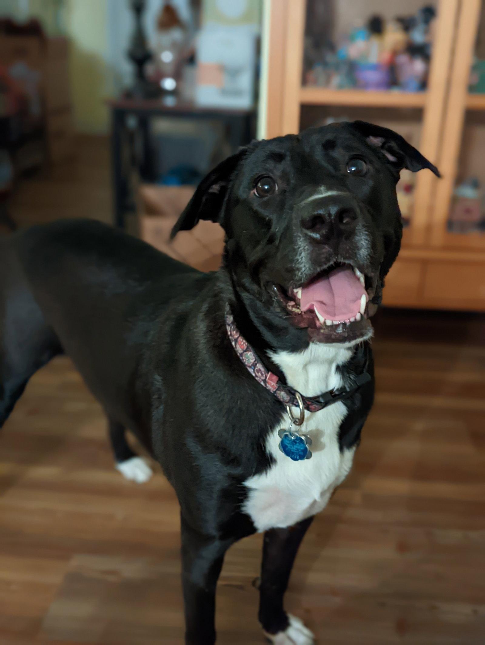 Lane, a Adoptable mixed breed in Holly Springs, NC image 3/3