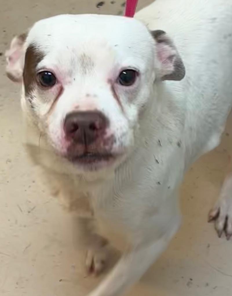 Enlarge Casper, a Adoptable mixed breed in Elizabethton, TN image 1/3