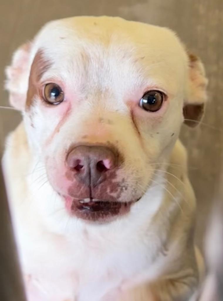 Enlarge Casper, a Adoptable mixed breed in Elizabethton, TN image 2/3