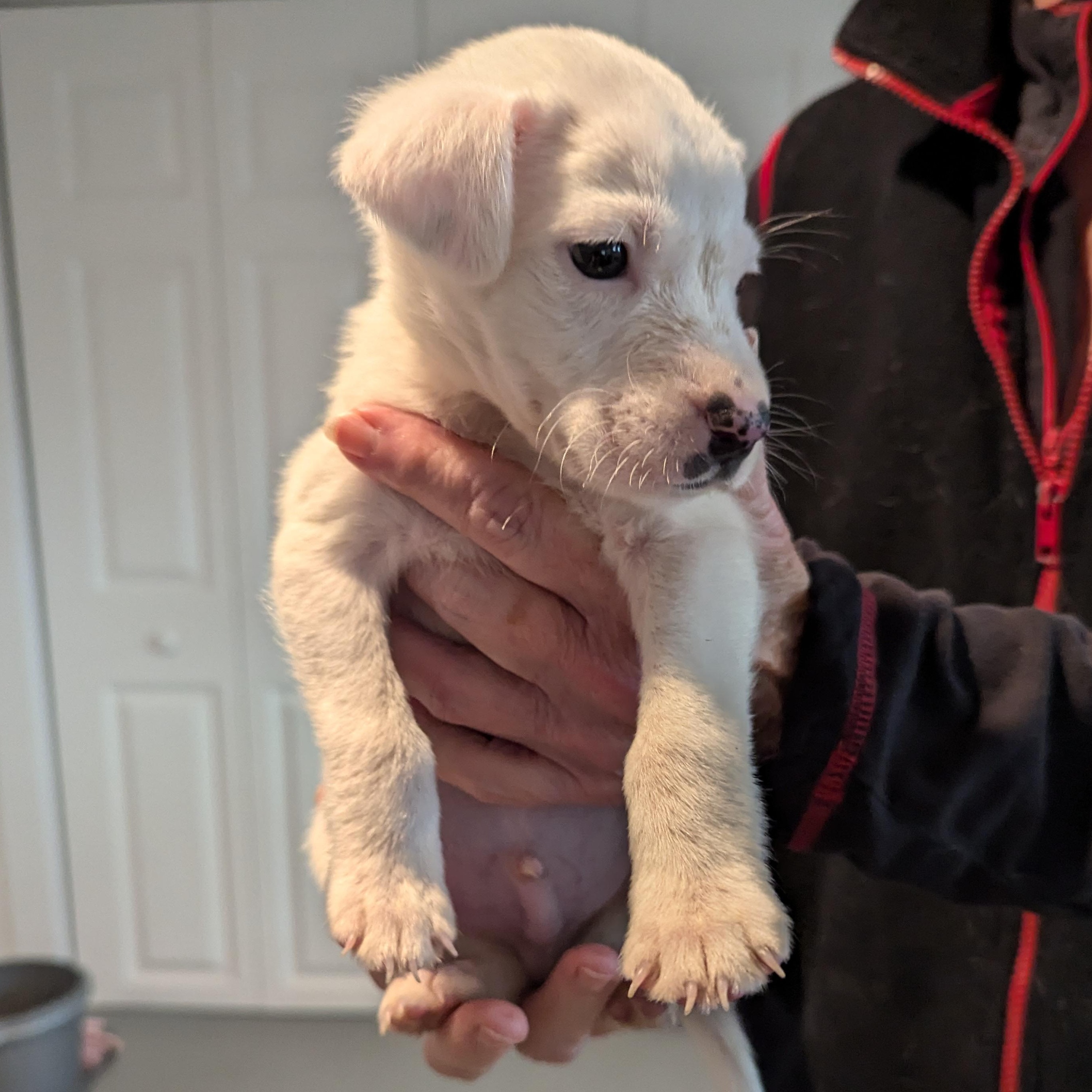 Marlow, a Adopted mixed breed in Fayette, AL image 3/5