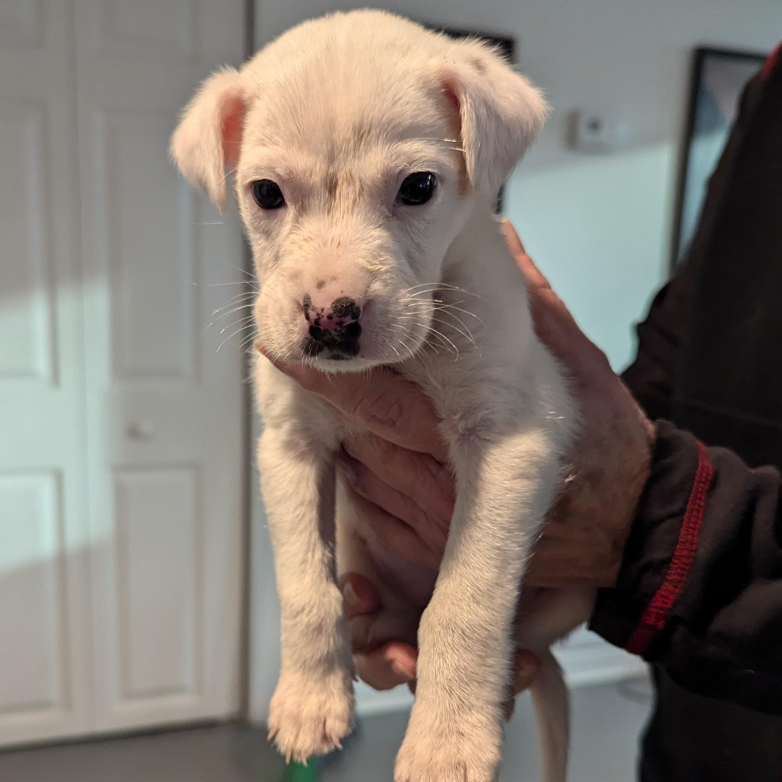 Marlow, a Adopted mixed breed in Fayette, AL image 4/5