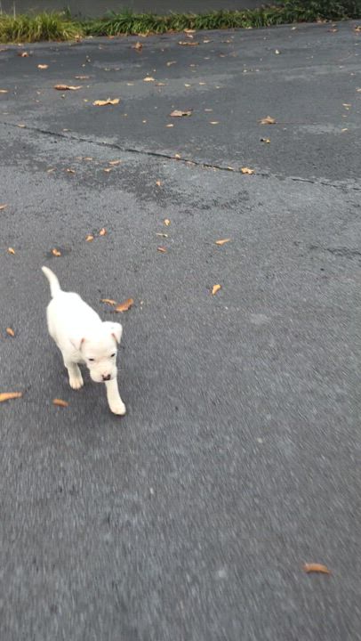 Enlarge Marlow, a Adopted mixed breed in Fayette, AL video 5/5