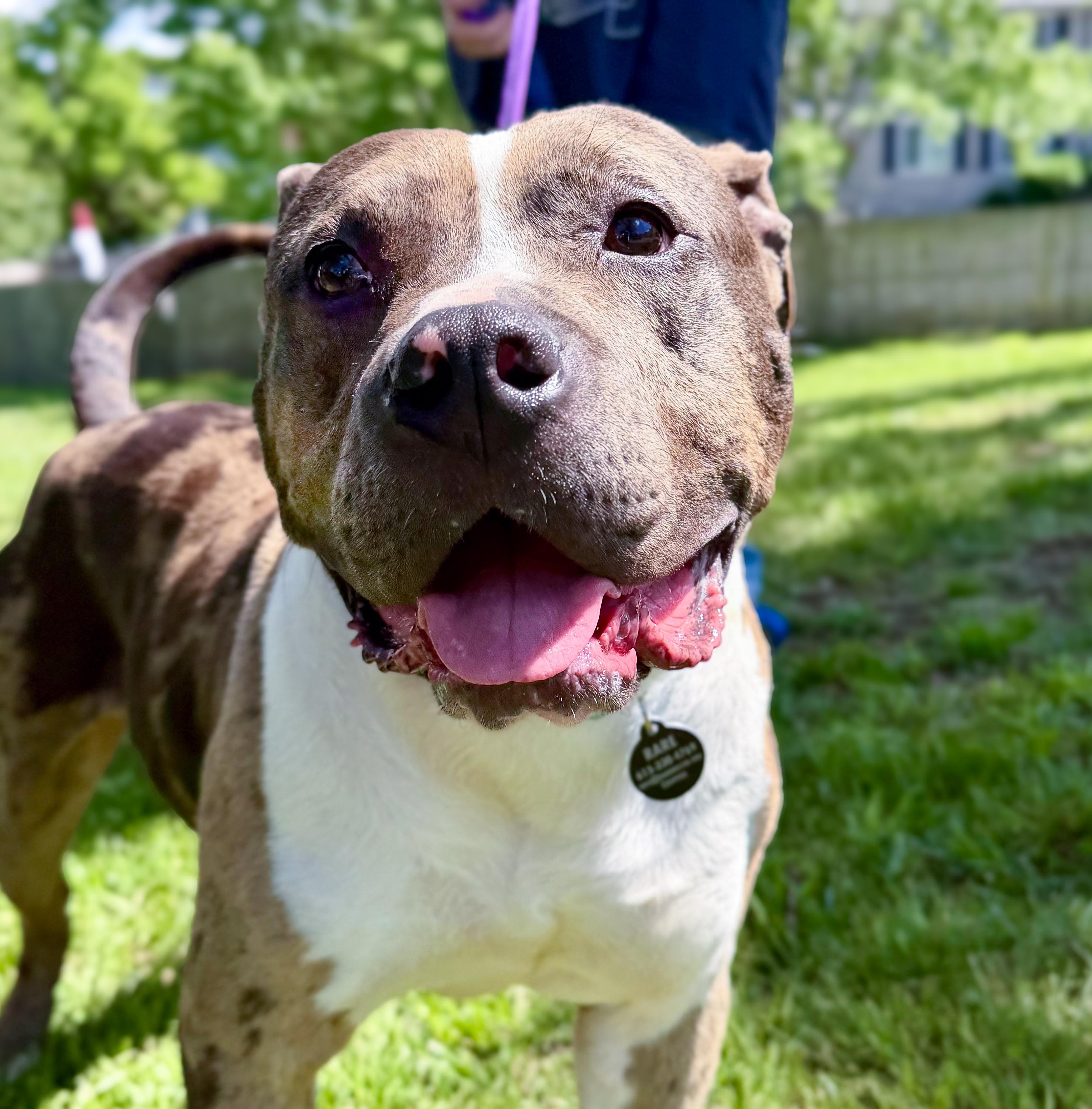 Meatball (Blue Merle Pittie), ADOPTABLE, Young Male Pit Bull Terrier.