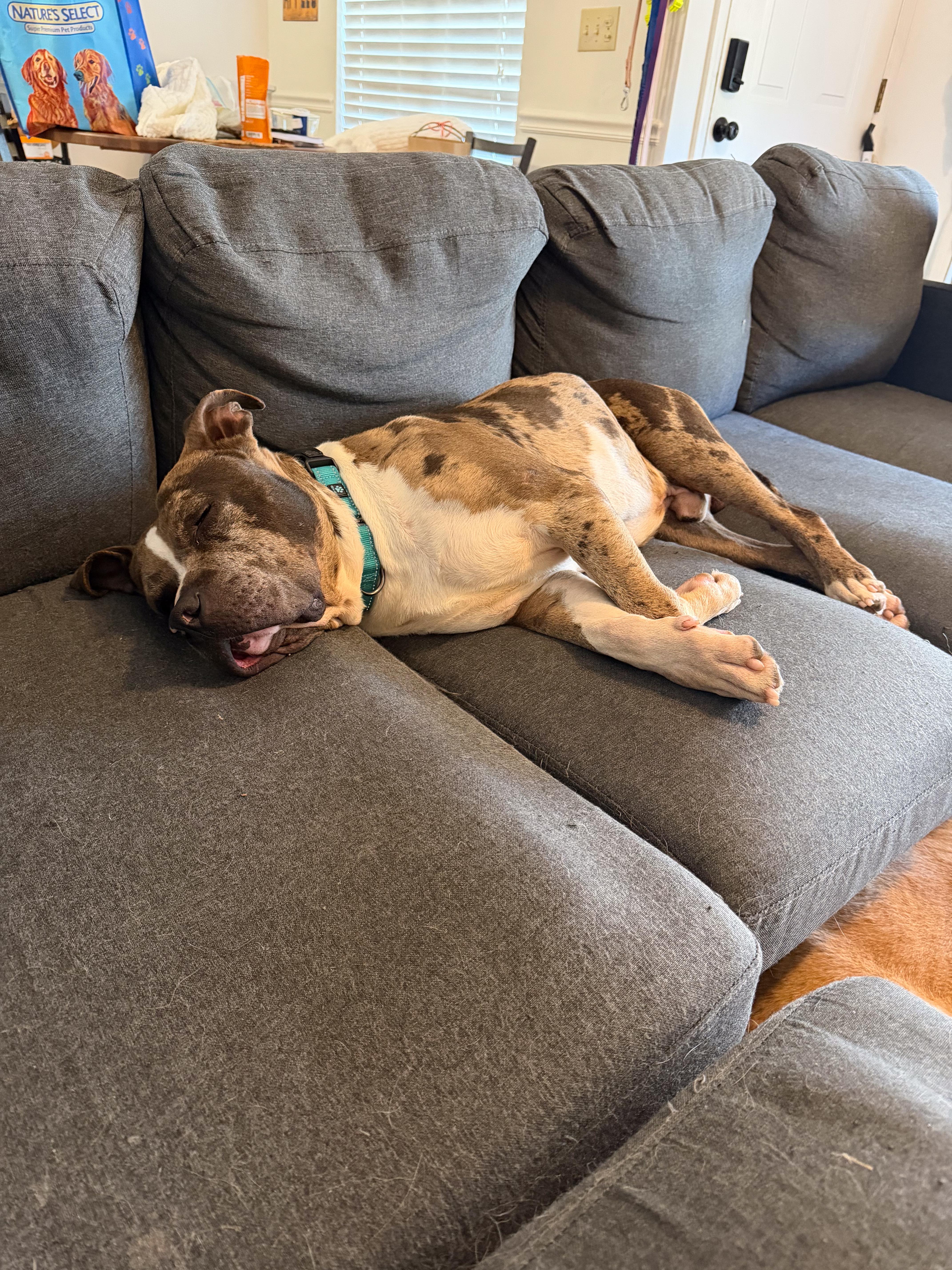 Meatball (Blue Merle Pittie), a ADOPTABLE Pit Bull Terrier in Nashville, TN image 3/6