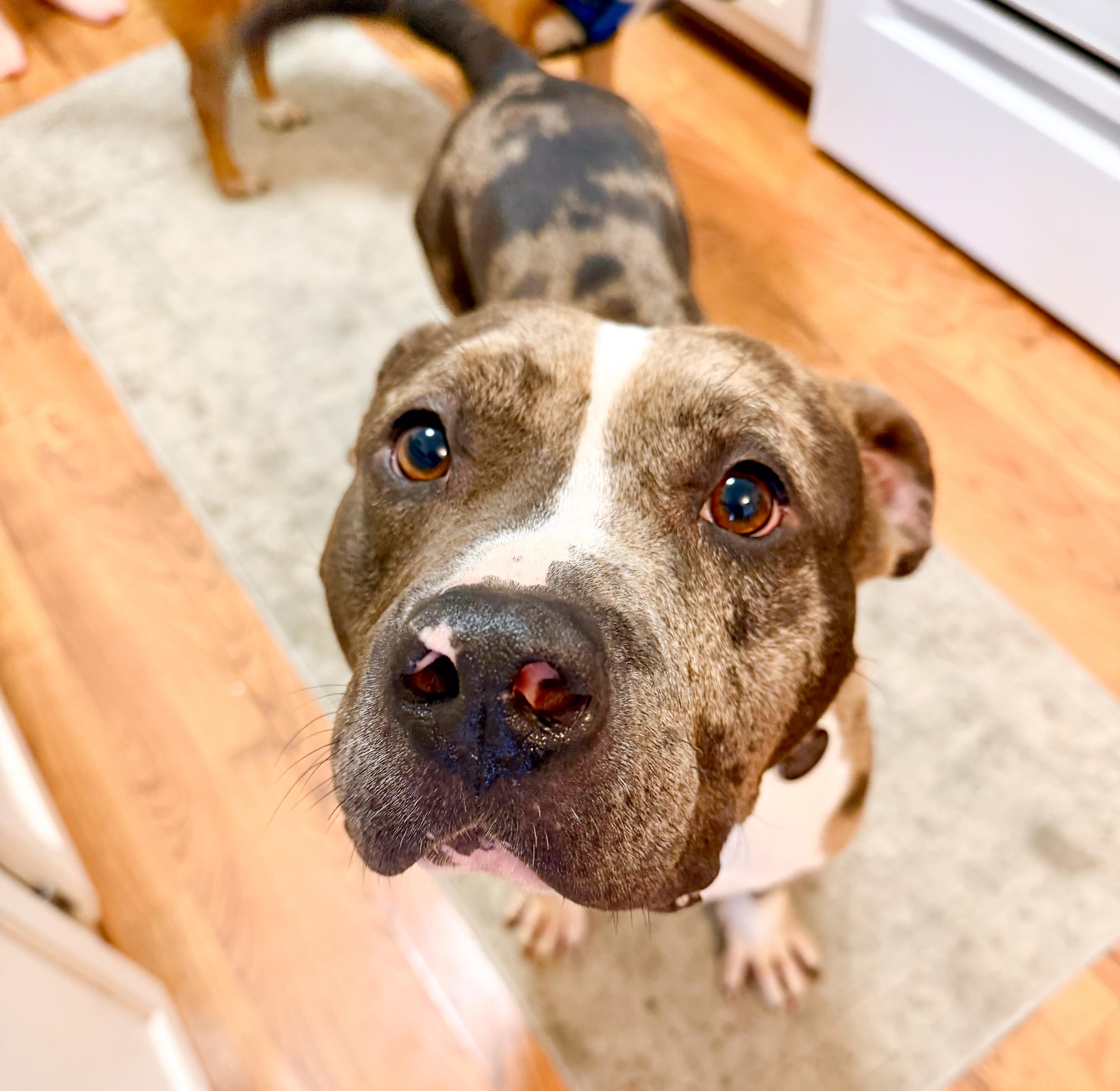Meatball (Blue Merle Pittie), a ADOPTABLE Pit Bull Terrier in Nashville, TN image 2/6