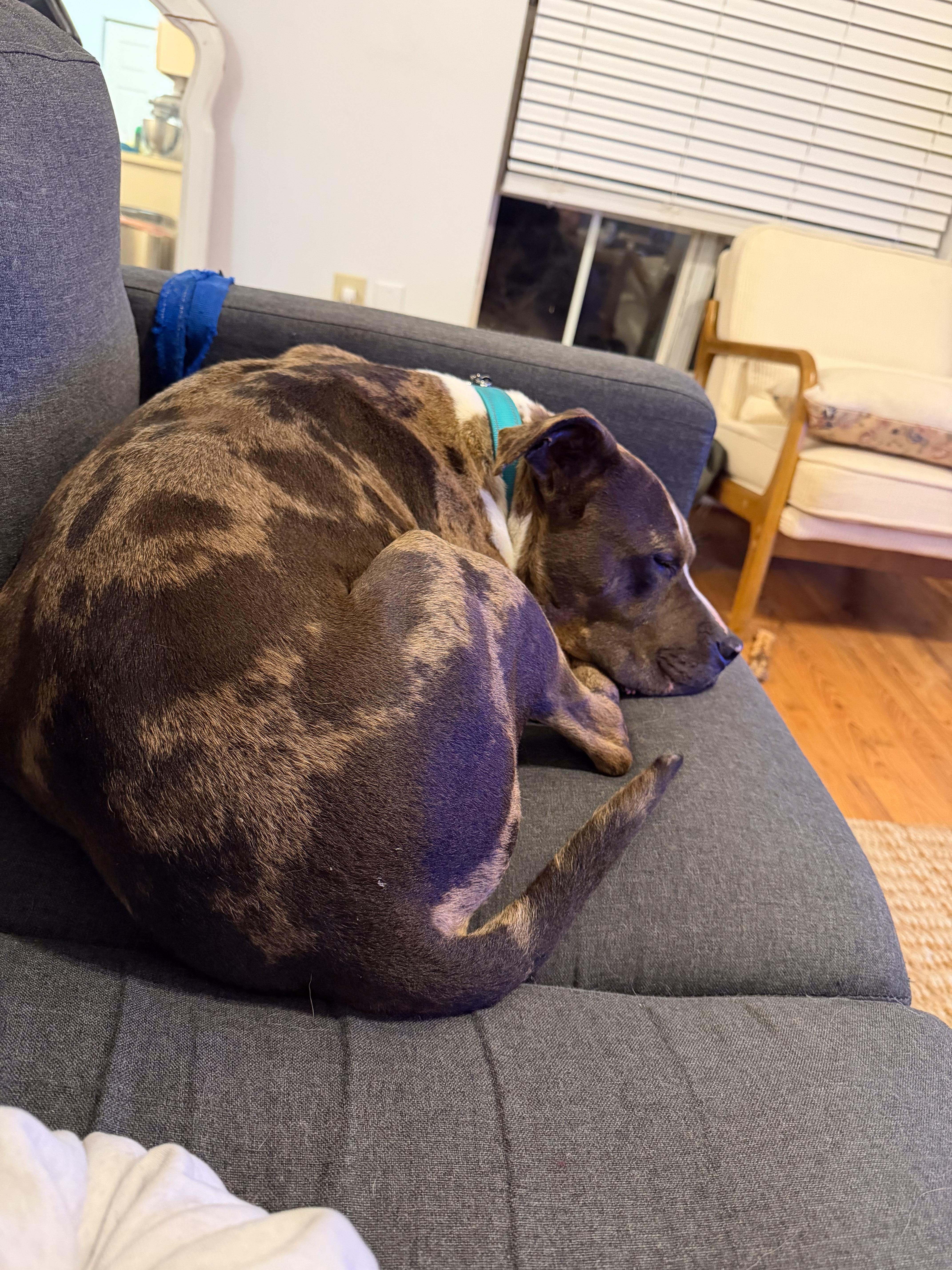 Meatball (Blue Merle Pittie), a ADOPTABLE Pit Bull Terrier in Nashville, TN image 4/6