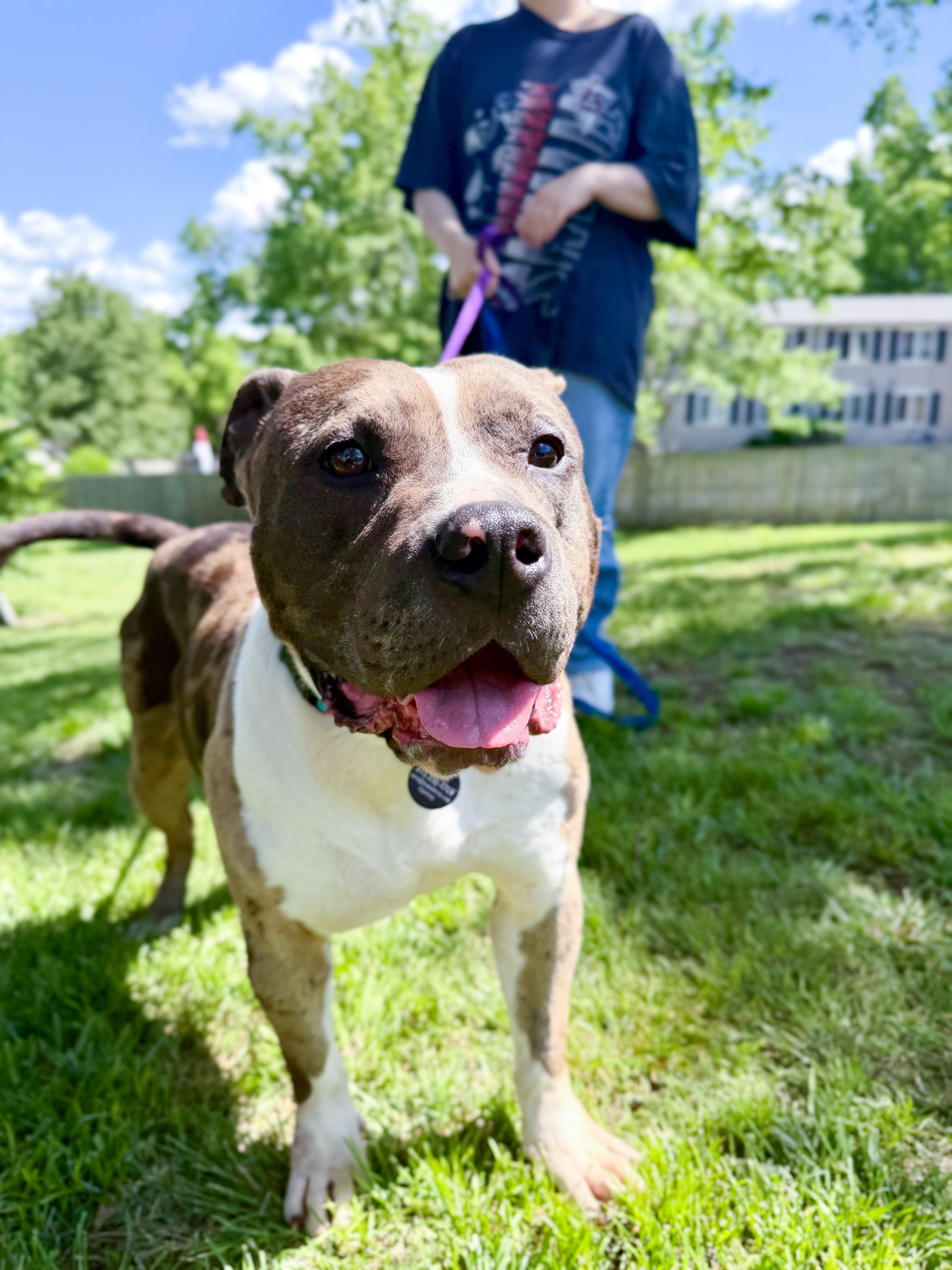 Meatball (Blue Merle Pittie), a ADOPTABLE Pit Bull Terrier in Nashville, TN image 5/6