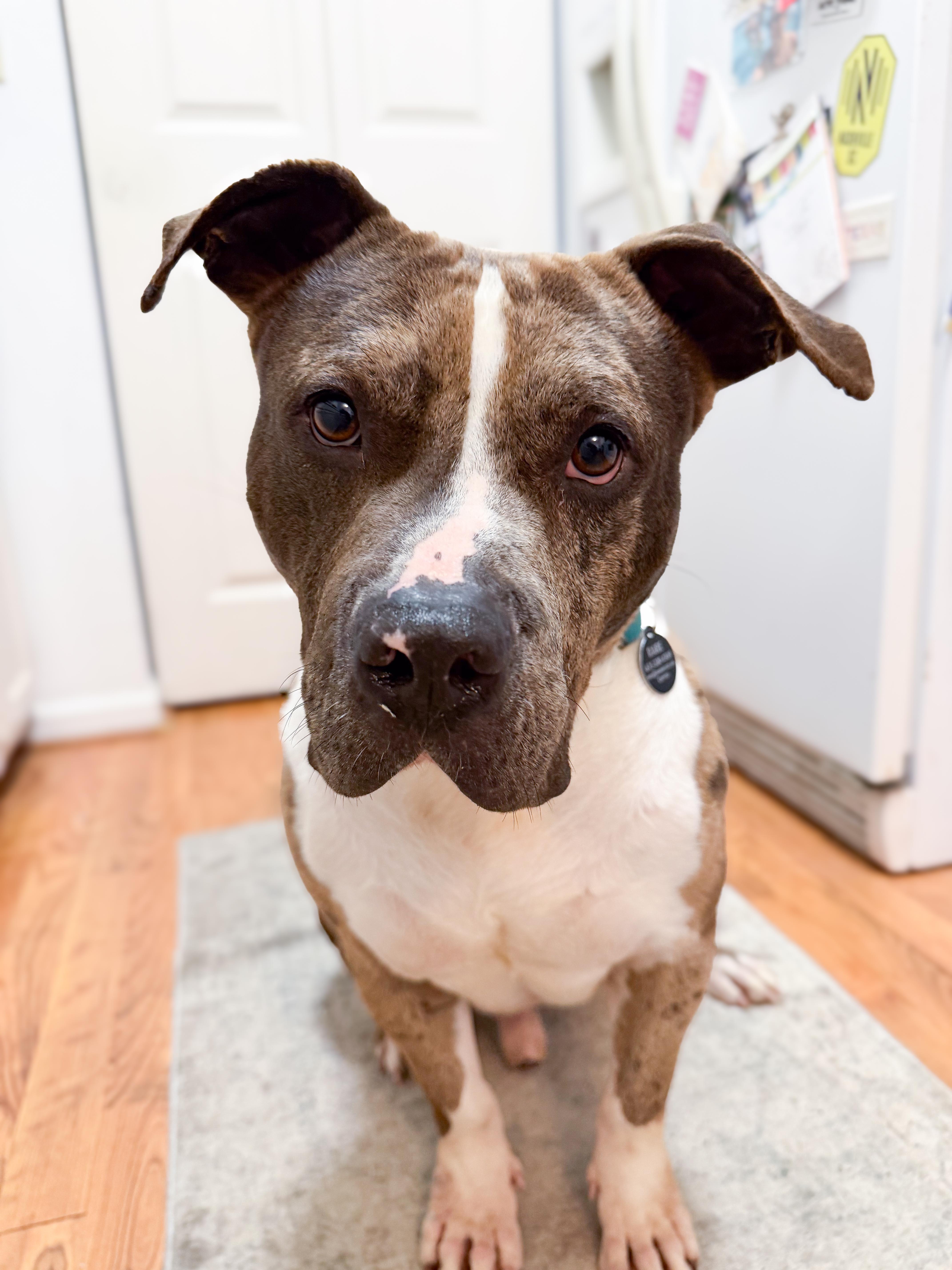 Meatball (Blue Merle Pittie), a ADOPTABLE Pit Bull Terrier in Nashville, TN image 6/6