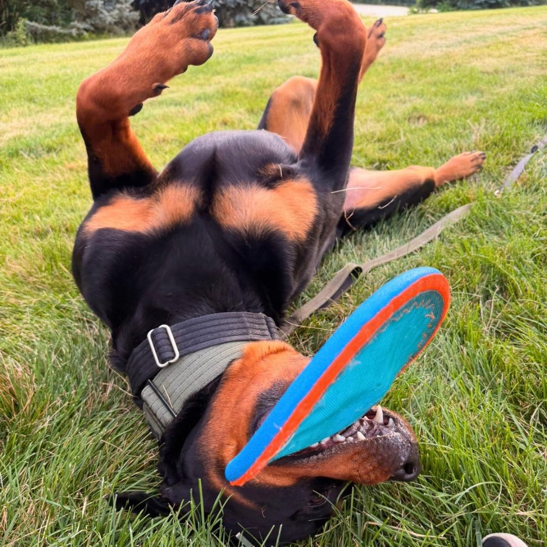Enlarge TANK, an adopted Rottweiler in Fishkill, NY image 2/6
