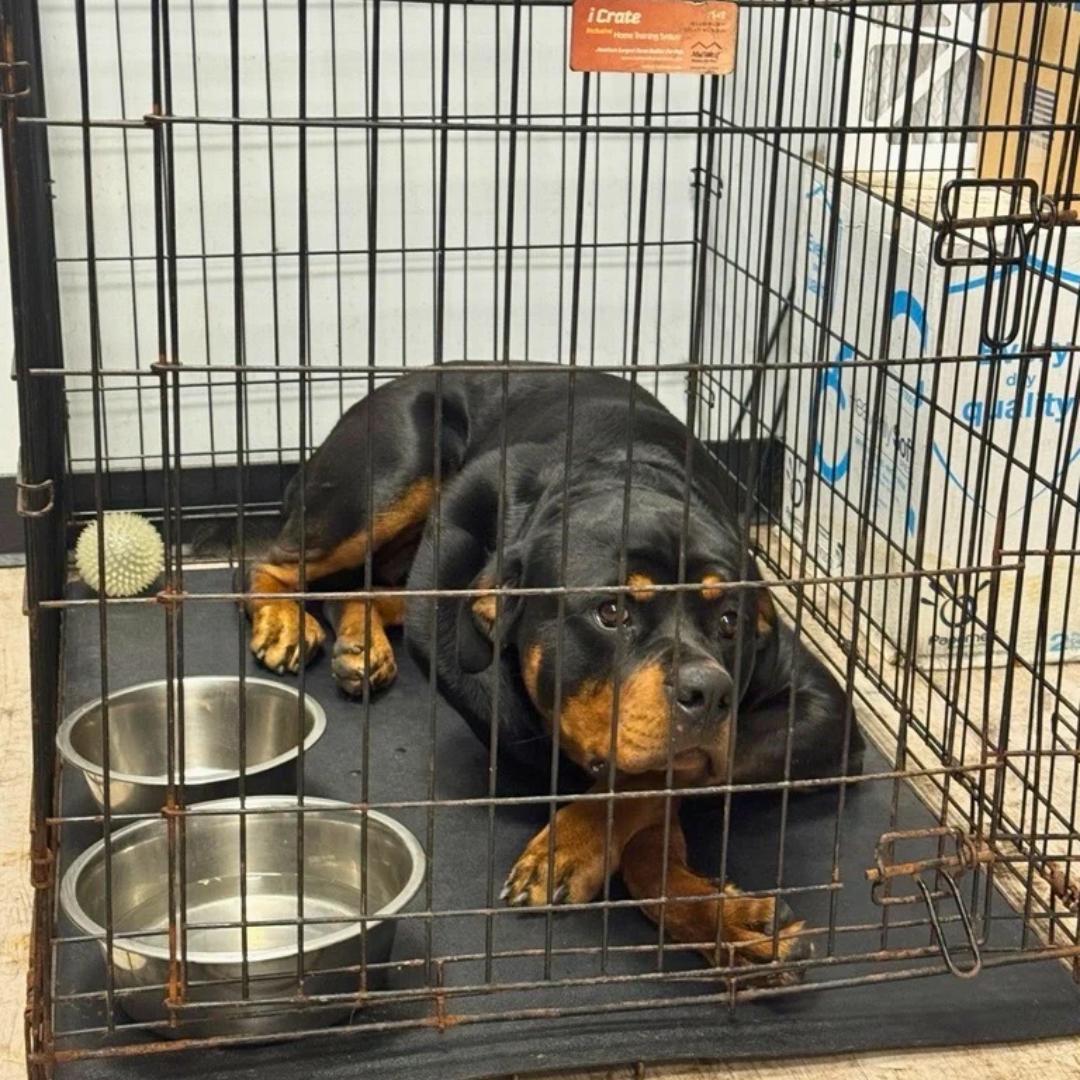 Enlarge TANK, an adopted Rottweiler in Fishkill, NY image 6/6