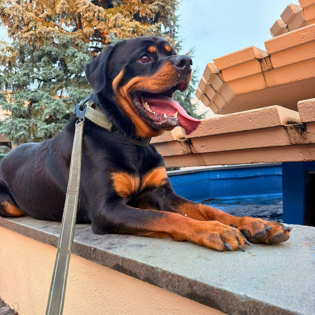 Enlarge TANK, an adopted Rottweiler in Fishkill, NY image 3/6