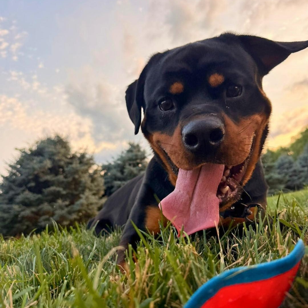 TANK, adopted, Young Male Rottweiler.