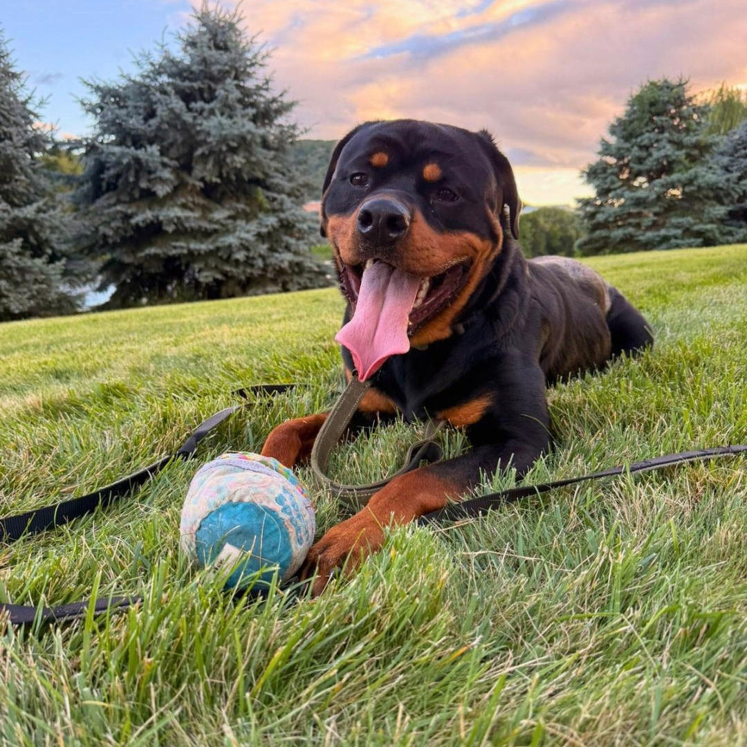 Enlarge TANK, an adopted Rottweiler in Fishkill, NY image 5/6