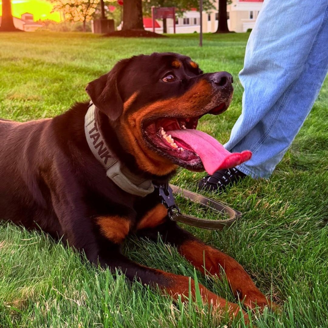 Enlarge TANK, an adopted Rottweiler in Fishkill, NY image 4/6