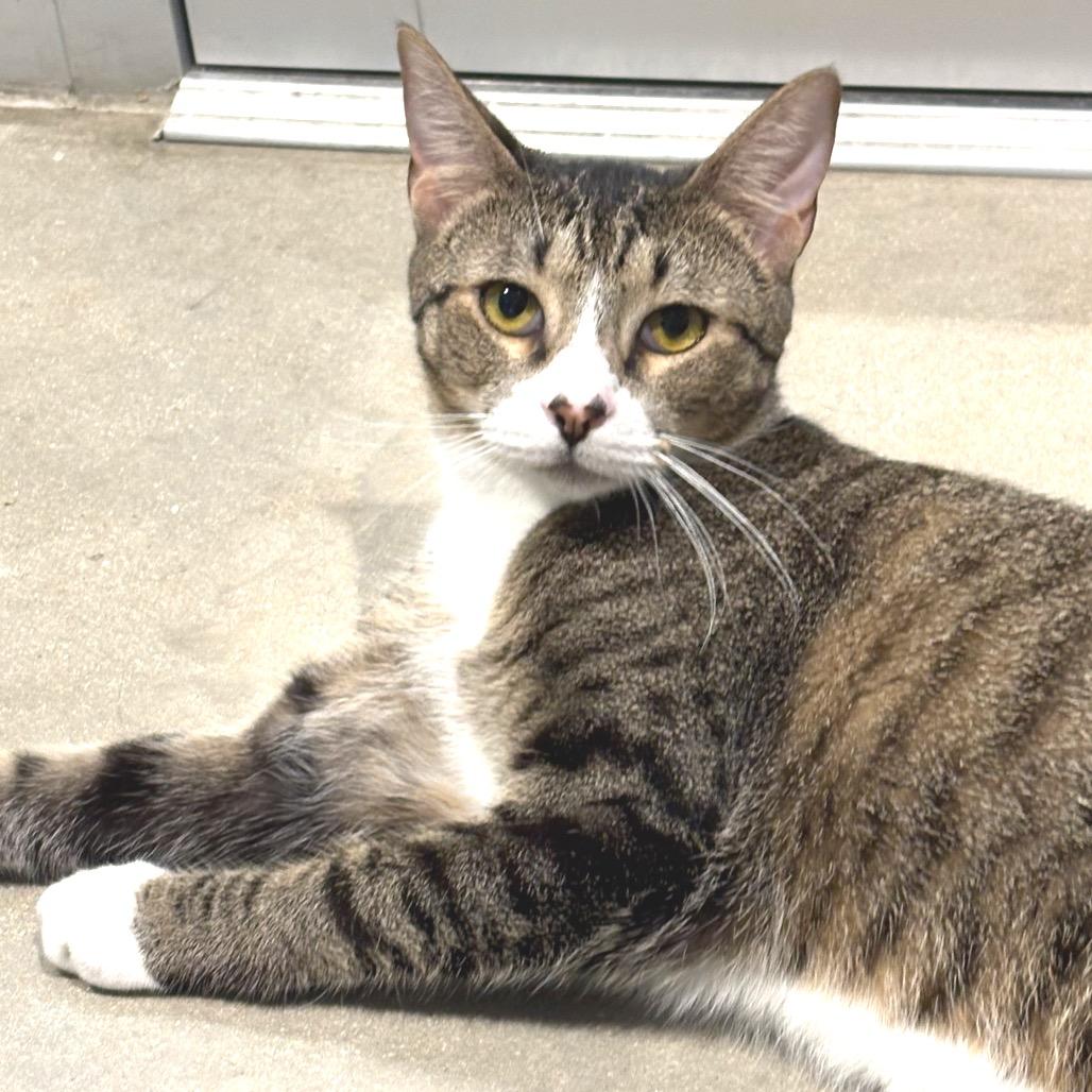 Ashley, Adoptable, Young Female Domestic Short Hair.