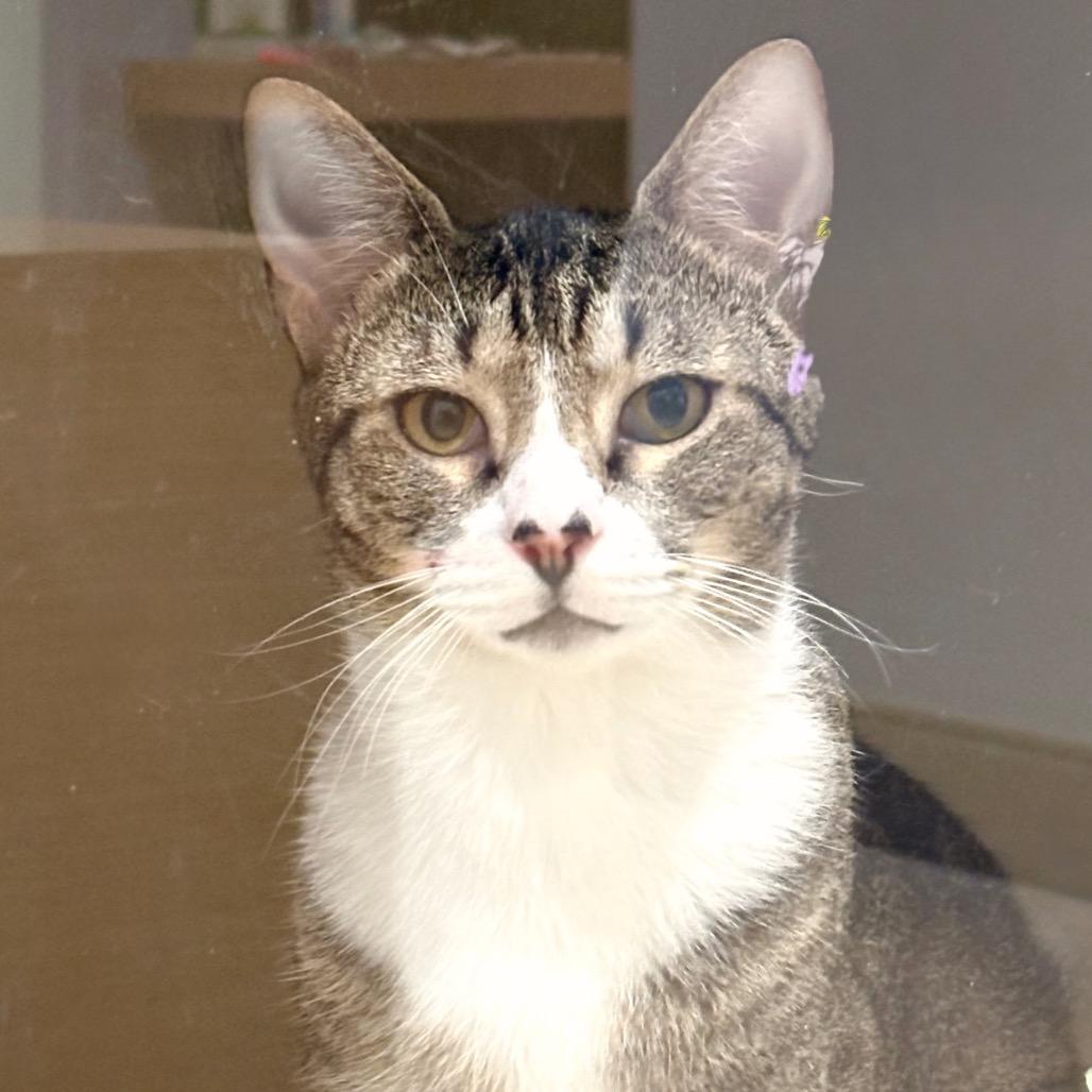 Enlarge Ashley, a Adoptable Domestic Short Hair in Sarasota, FL image 2/5