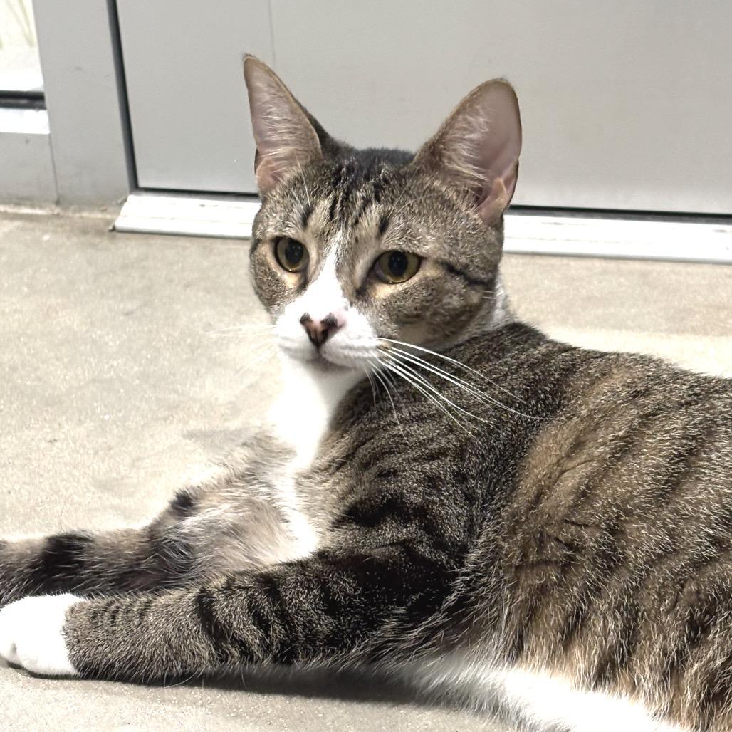 Enlarge Ashley, a Adoptable Domestic Short Hair in Sarasota, FL image 3/5