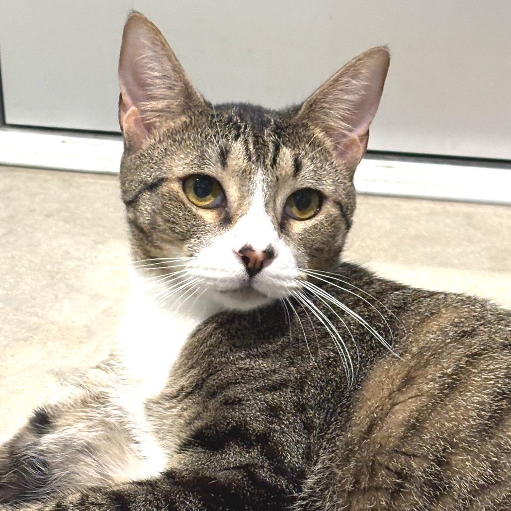 Enlarge Ashley, a Adoptable Domestic Short Hair in Sarasota, FL image 4/5
