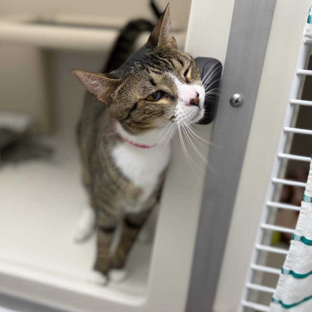 Enlarge Ashley, a Adoptable Domestic Short Hair in Sarasota, FL image 5/5