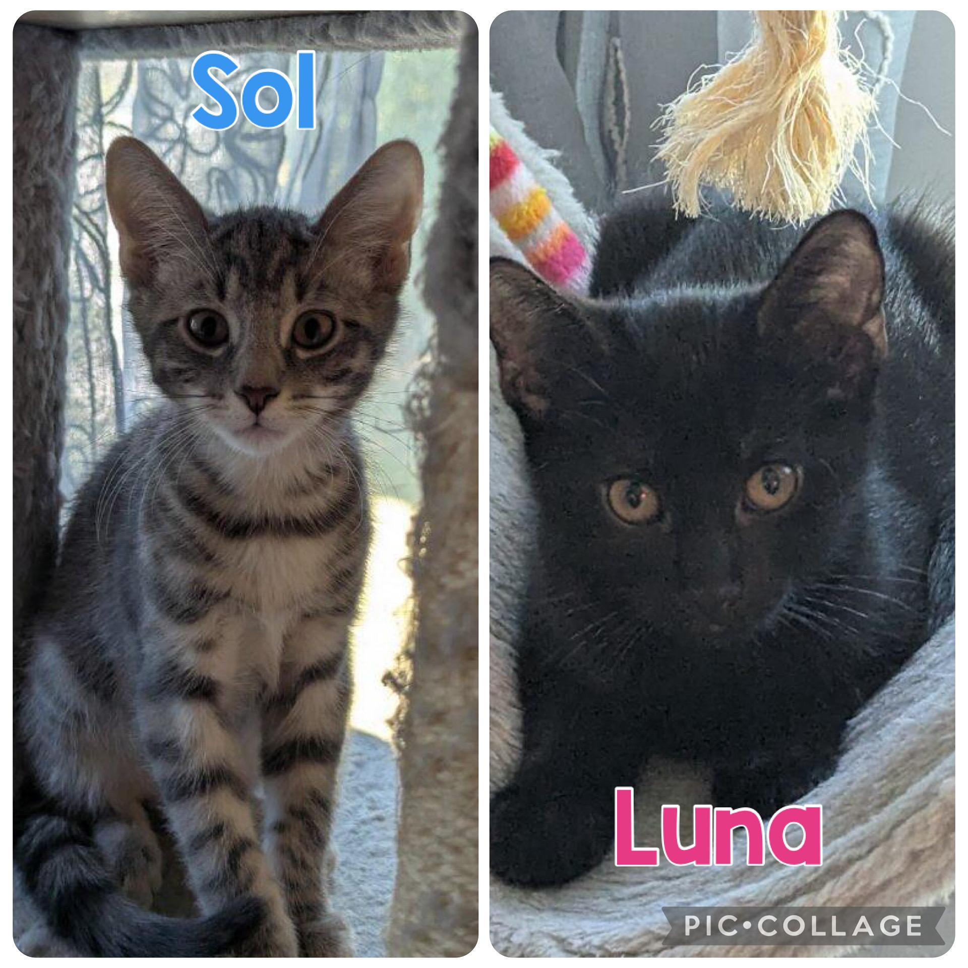 Luna & Sol, a Adoptable mixed breed in Darien, CT image 1/4