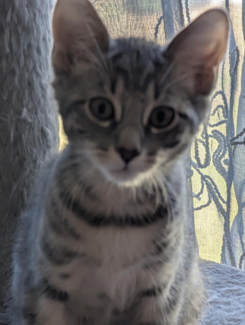 Luna & Sol, a Adoptable mixed breed in Darien, CT image 2/4