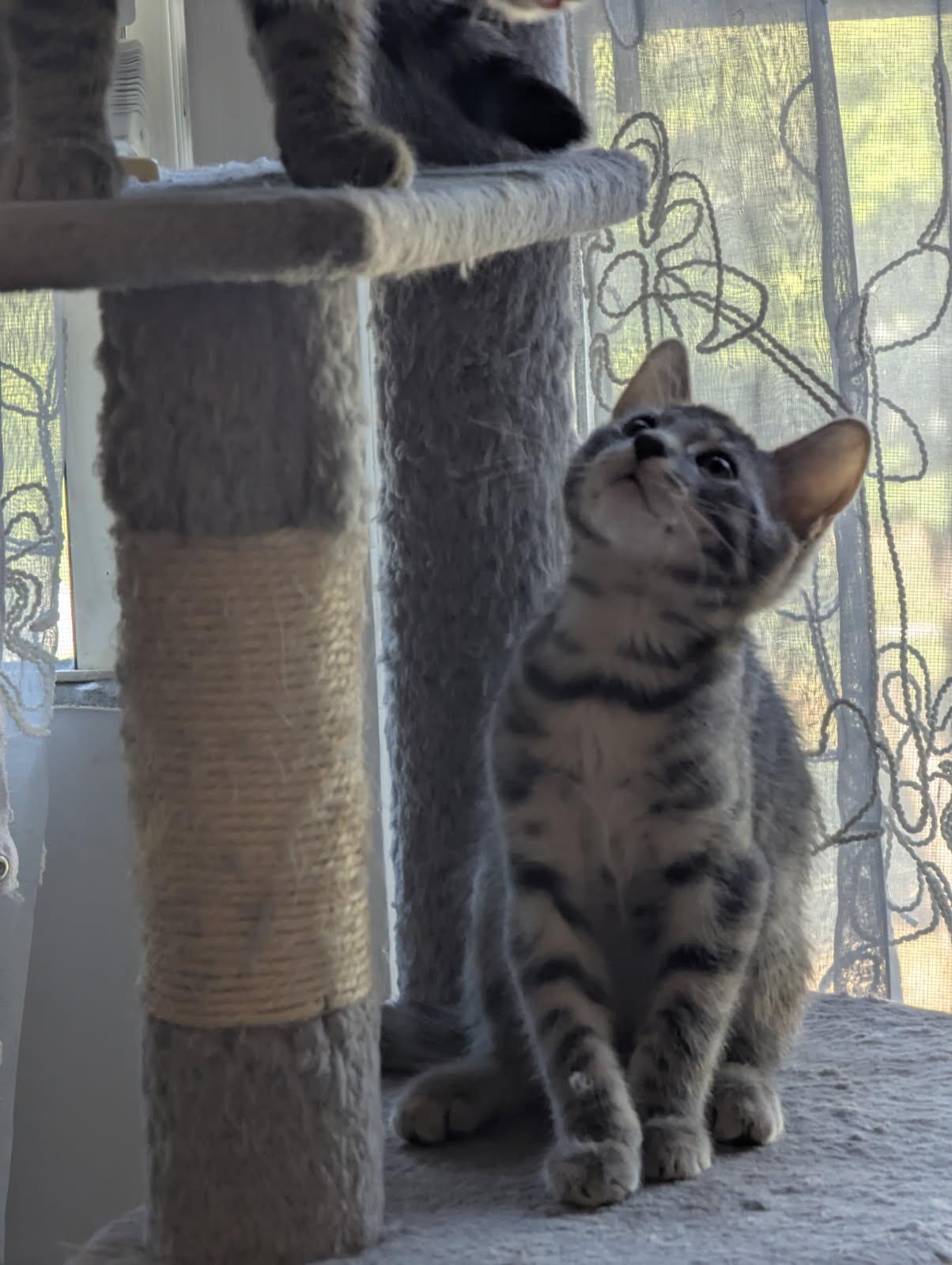 Luna & Sol, a Adoptable mixed breed in Darien, CT image 4/4