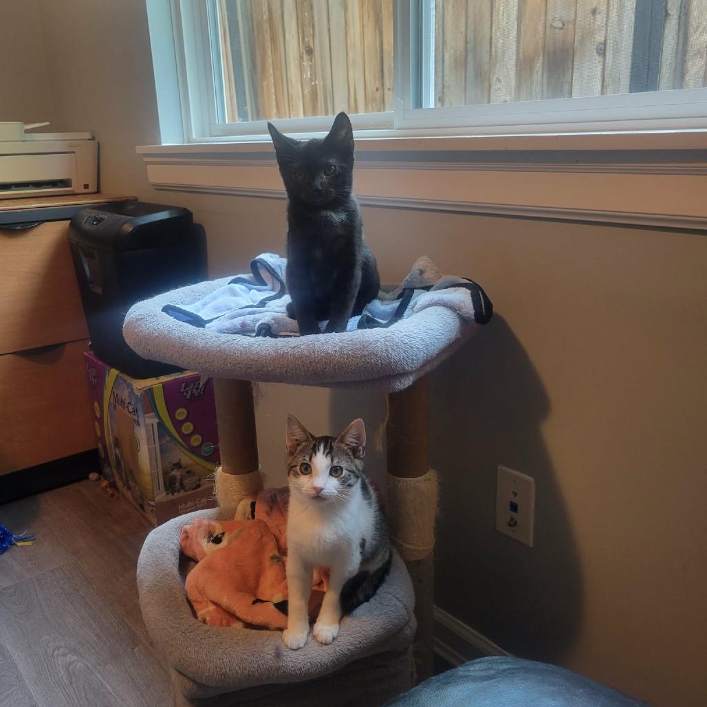 Shiva, Adoptable, Kitten Male Domestic Short Hair.