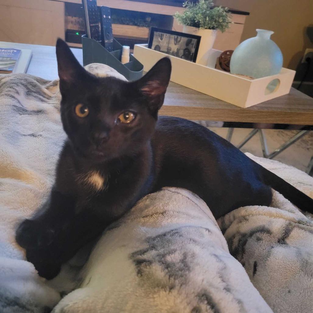 Enlarge Shiva, a Adoptable Domestic Short Hair in Abbotsford, BC image 2/4