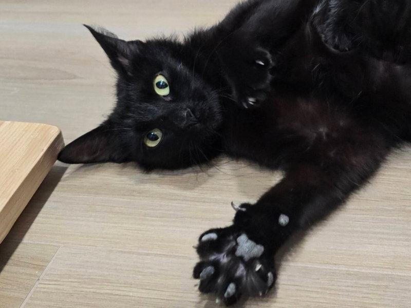 Mama Indigo, Adoptable, Young Female Bombay & Domestic Short Hair.